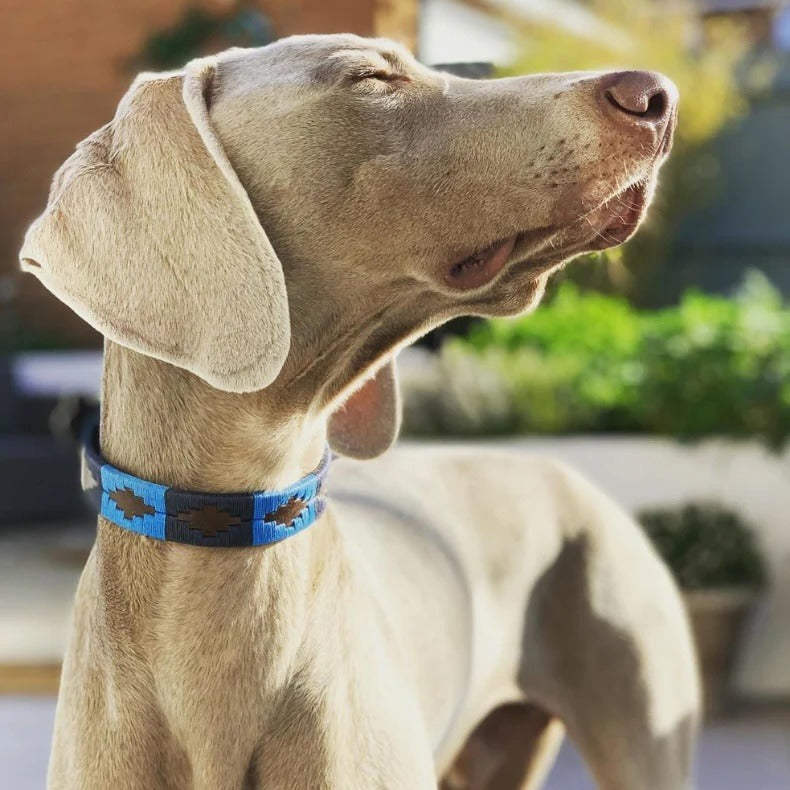 Pampeano Dog Collar Azules